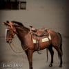james dean horse james dean gallery f c eaa