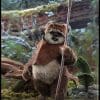 wicket star wars gallery d fdd f