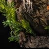 Jurassic World Dominion Tyrannosaurus Rex Wall-Mounted Bust